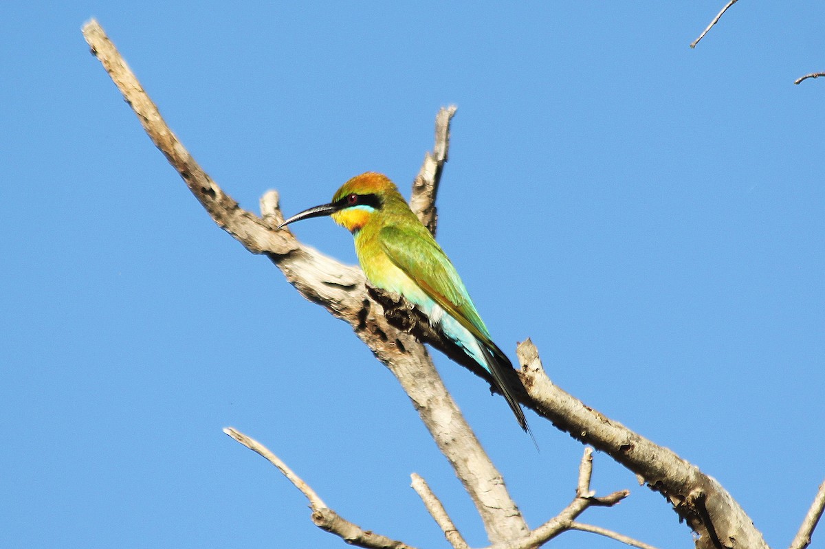 Rainbow Bee-eater - Corné Pieterse