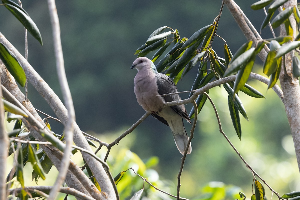 Ring-tailed Pigeon - ML616479116