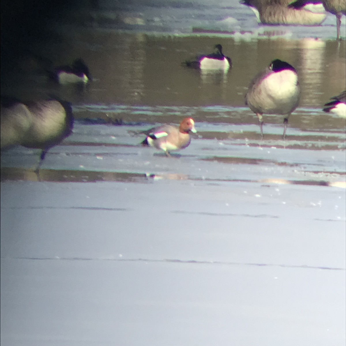 New York Breeding Bird Atlas Checklist 25 Mar 2024 2106 Cemetery Rd