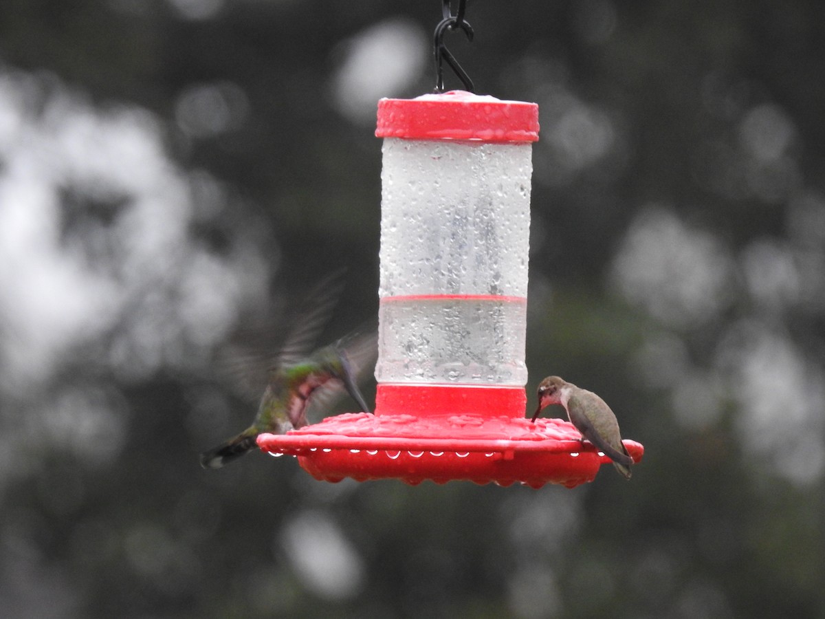 kolibřík lesklý - ML616479619