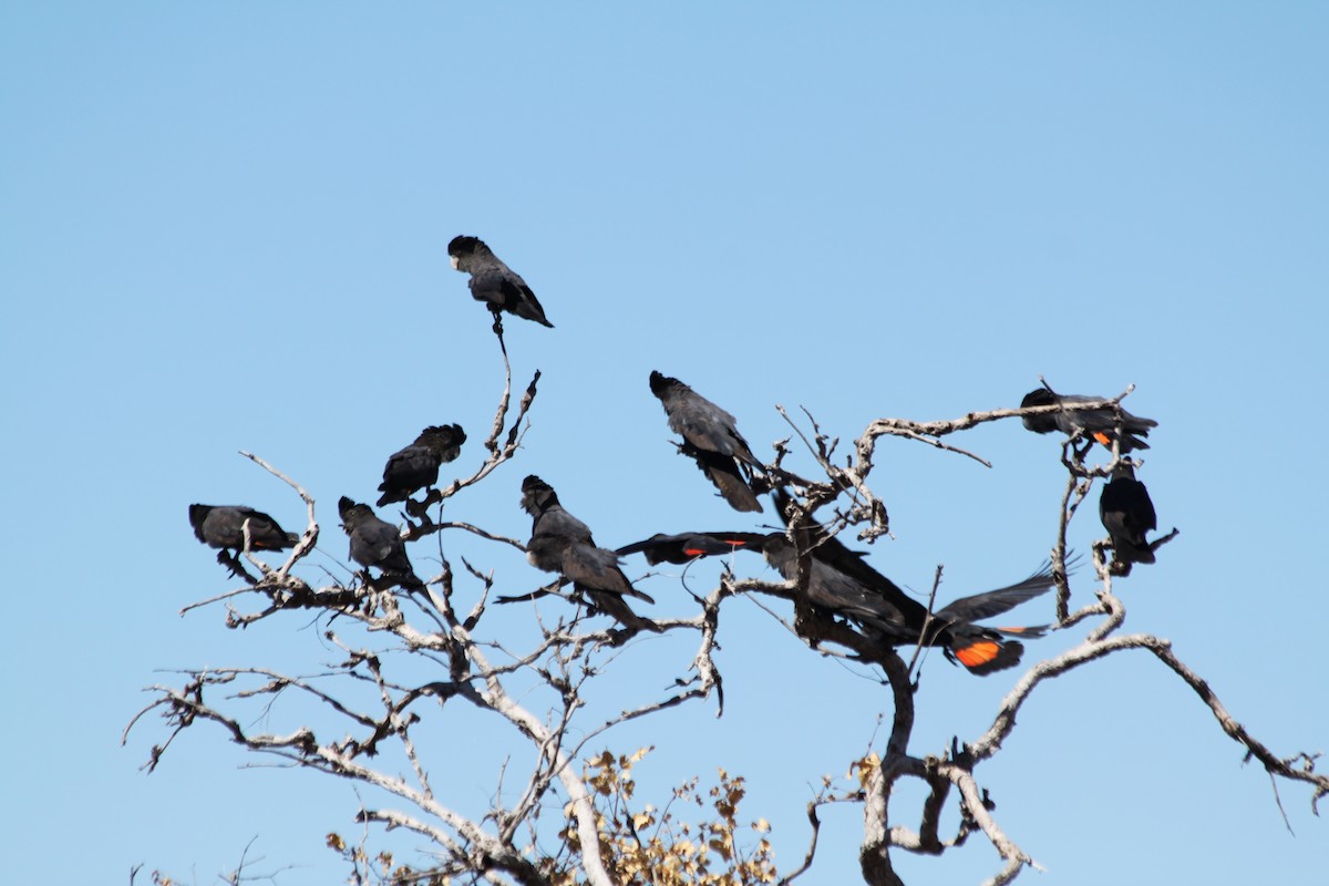 Red-tailed Black-Cockatoo - ML616479772