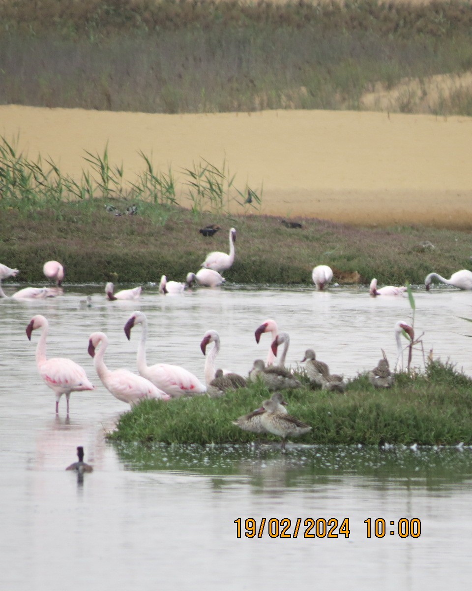 Lesser Flamingo - ML616479842