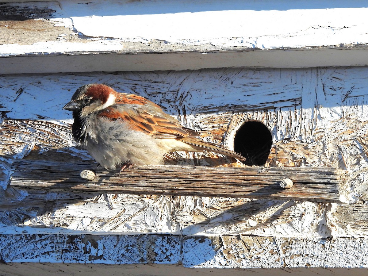 House Sparrow - ML616480217