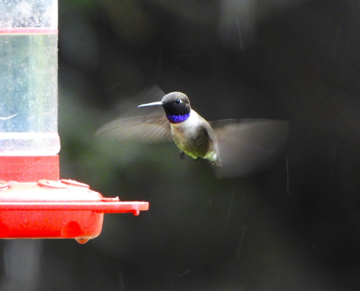 Black-chinned Hummingbird - ML616480228