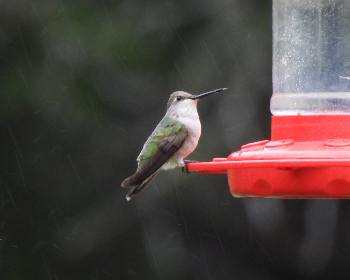 Black-chinned Hummingbird - Jan Thom