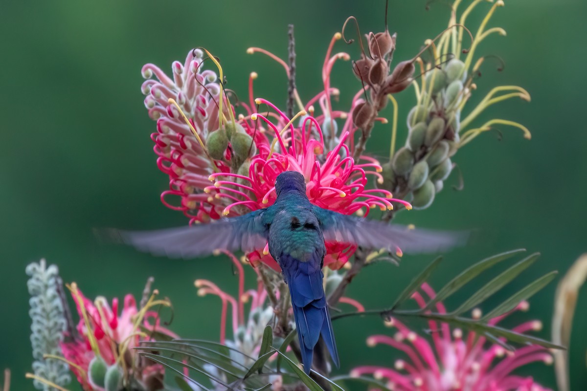 Swallow-tailed Hummingbird - Marcos Eugênio Birding Guide
