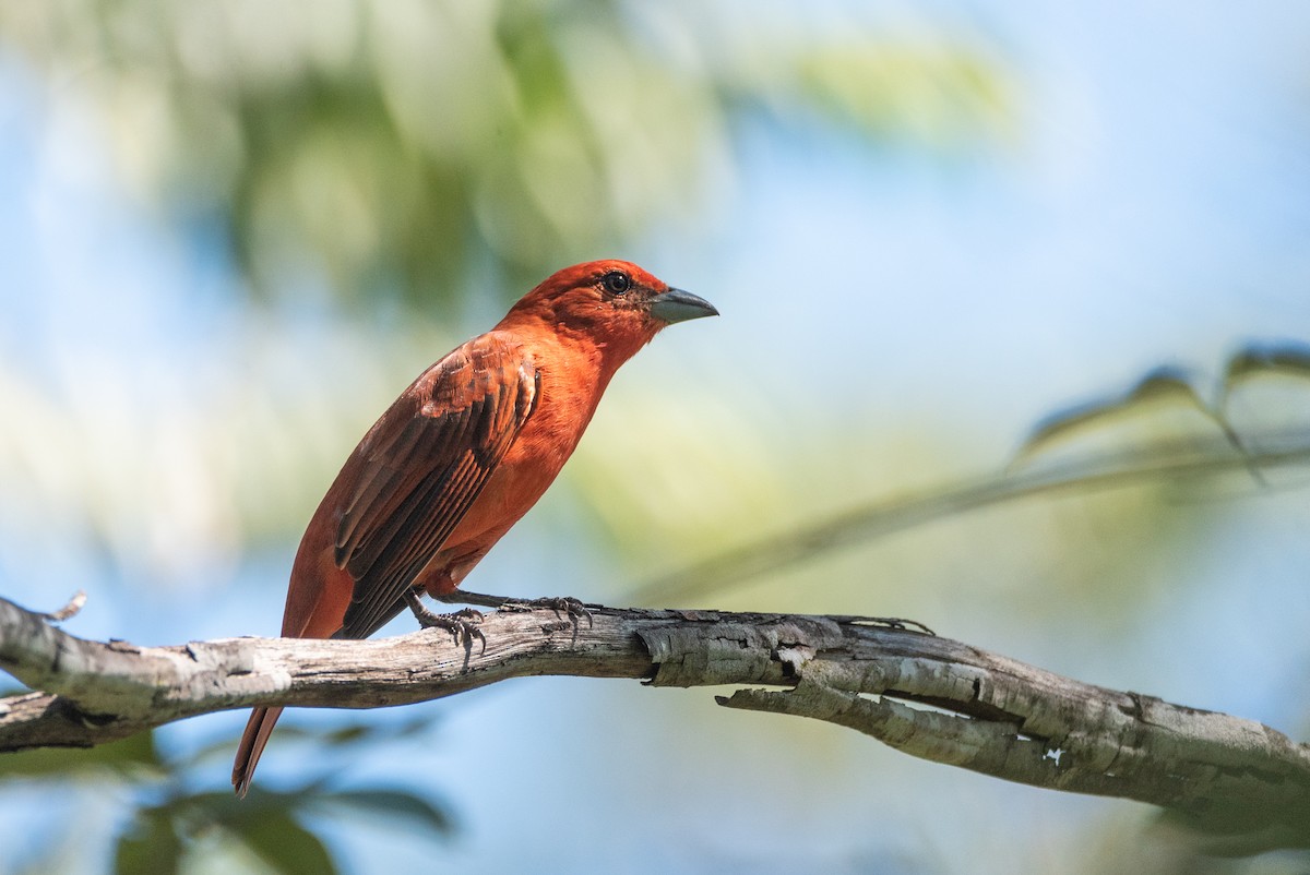 Hepatic Tanager (Lowland) - ML616480359