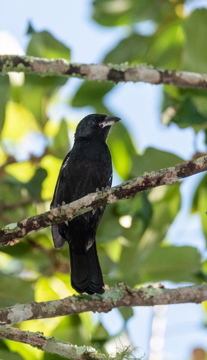 White-lined Tanager - ML616480361