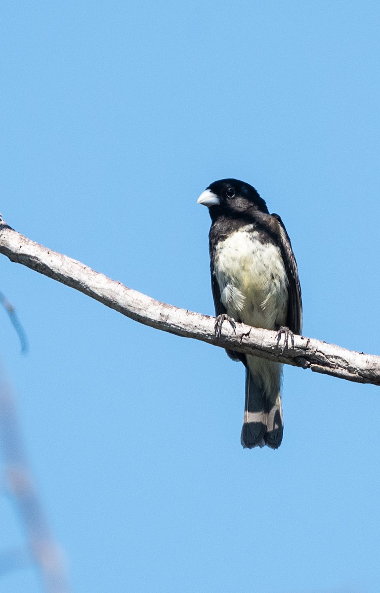 Yellow-bellied Seedeater - ML616480367