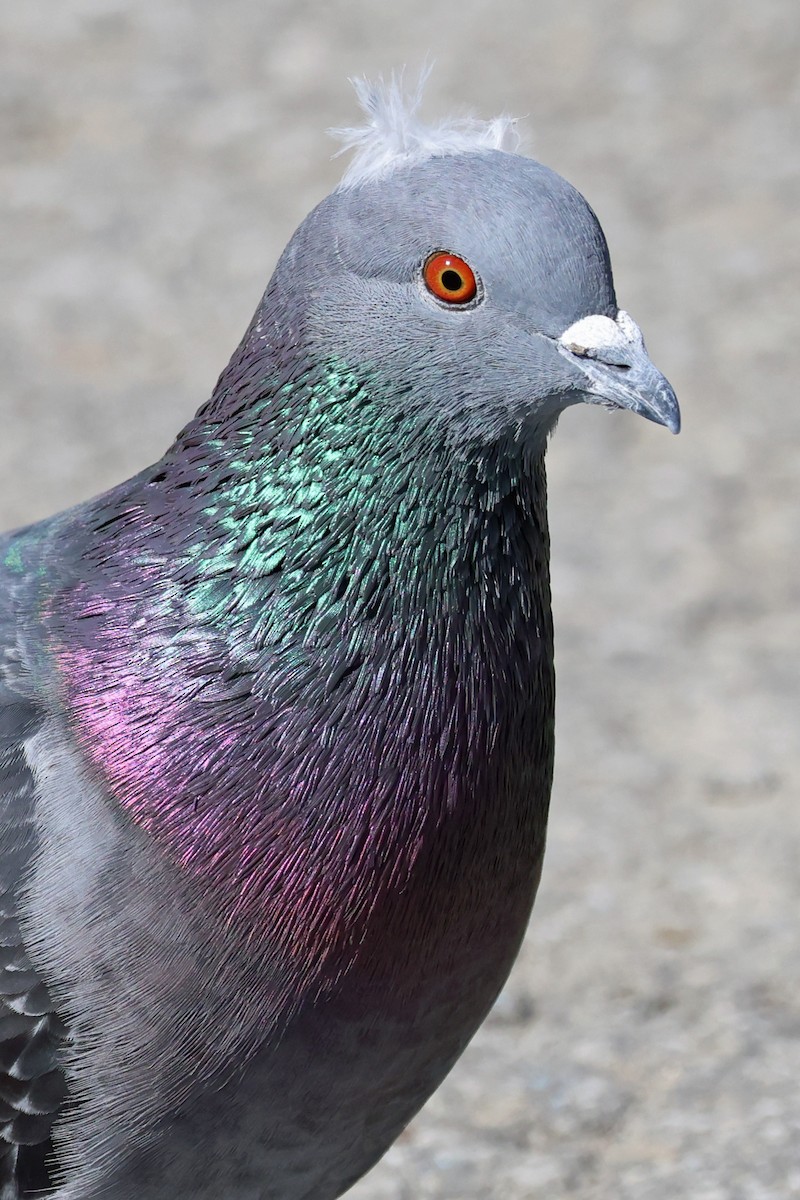 Rock Pigeon (Feral Pigeon) - ML616480368