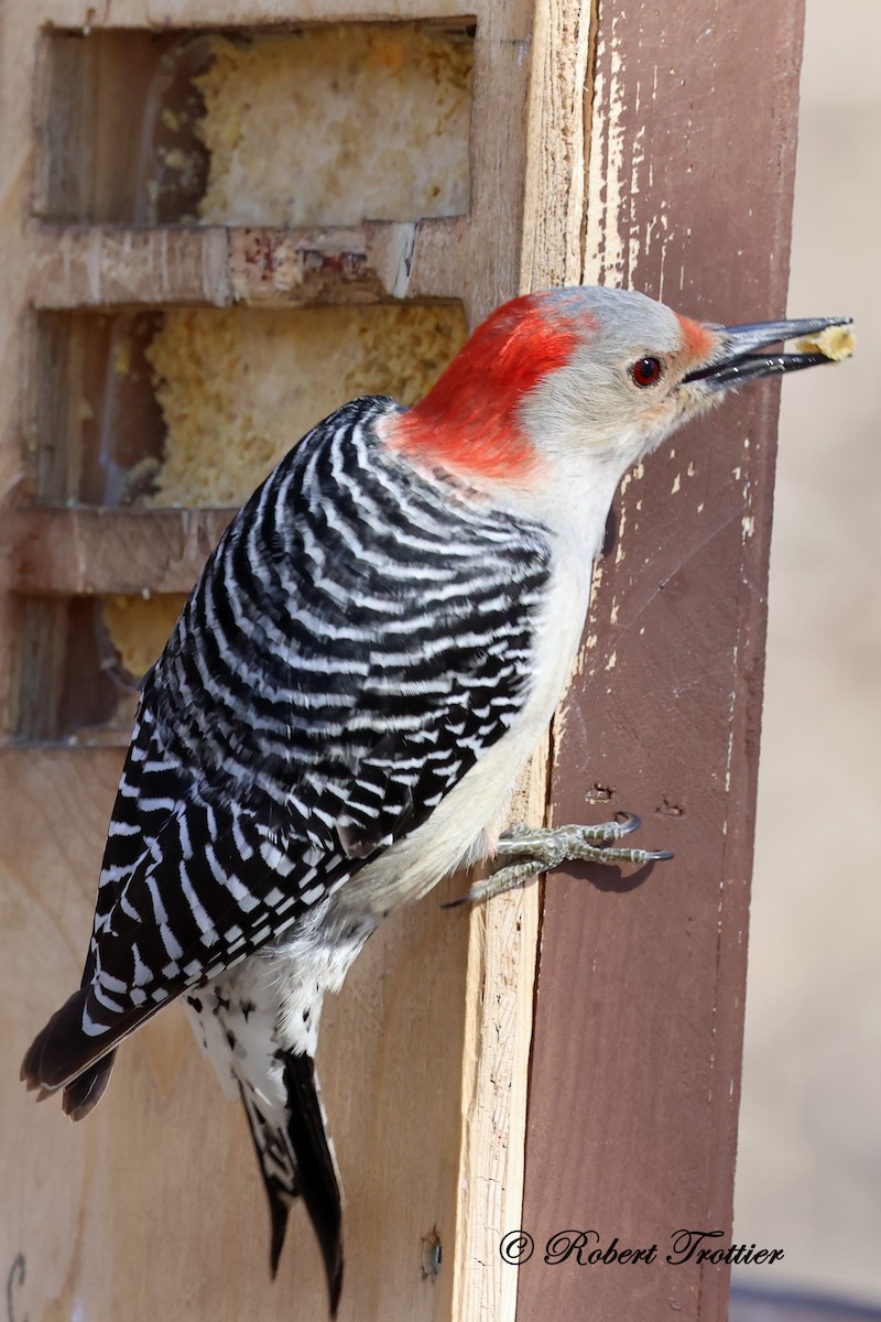 Red-bellied Woodpecker - ML616480383