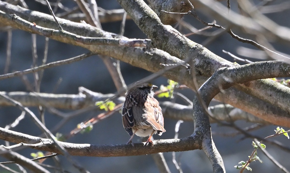 White-throated Sparrow - Donald Casavecchia