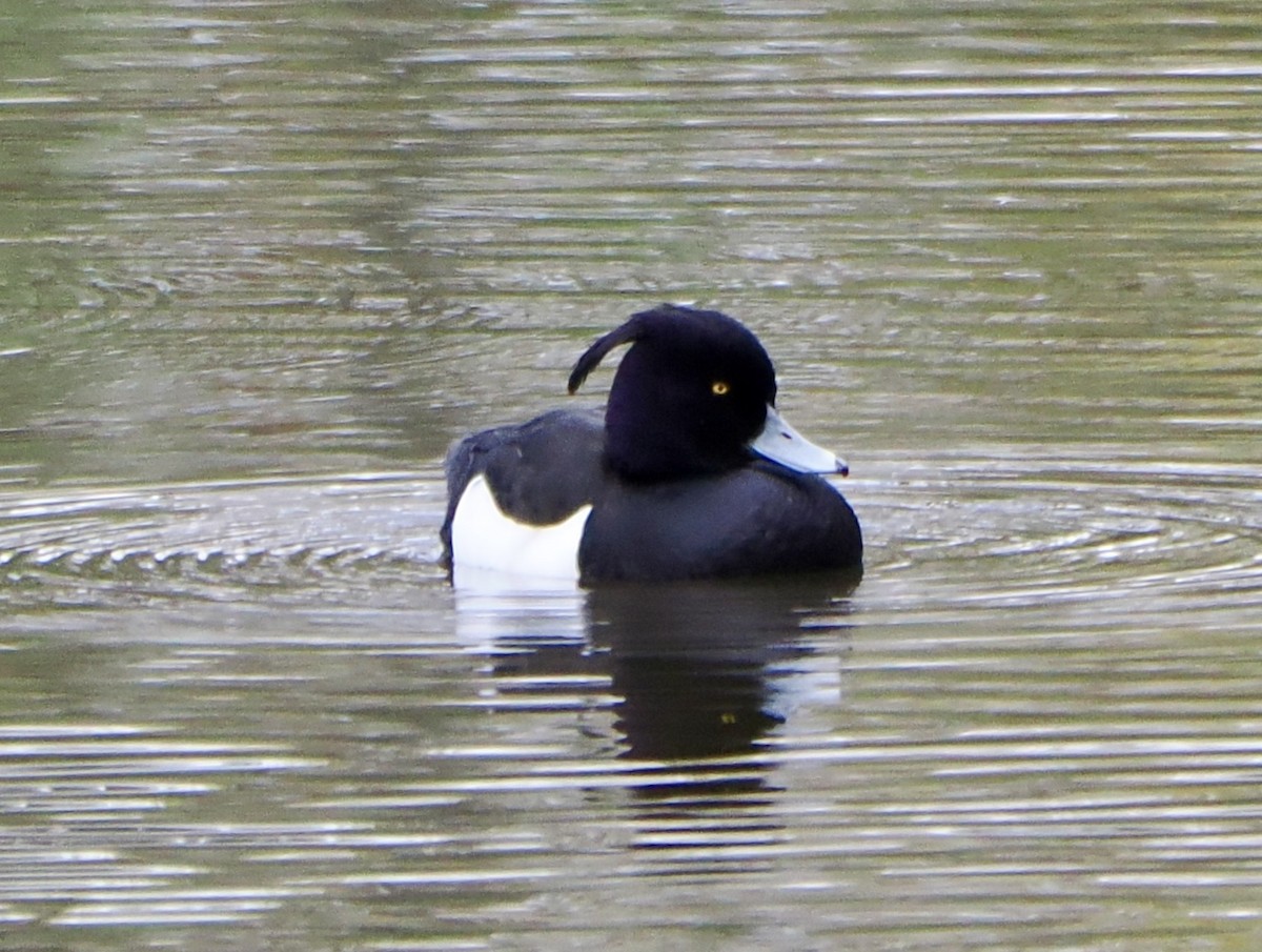 Tufted Duck - ML616480451