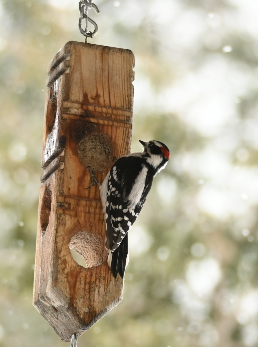Downy Woodpecker - ML616480479