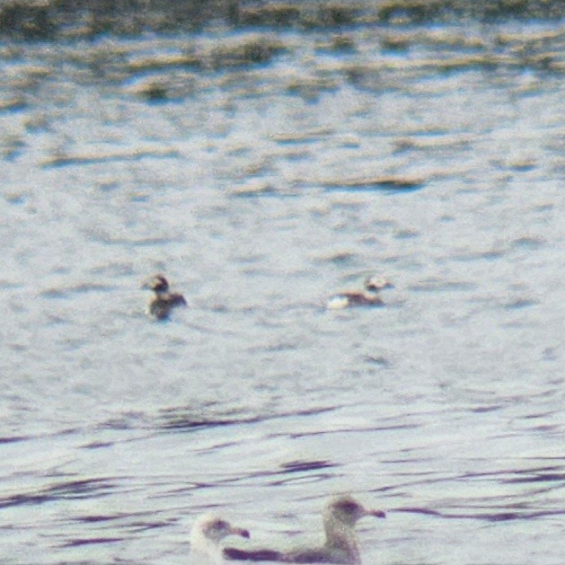 Long-tailed Duck - ML616480537