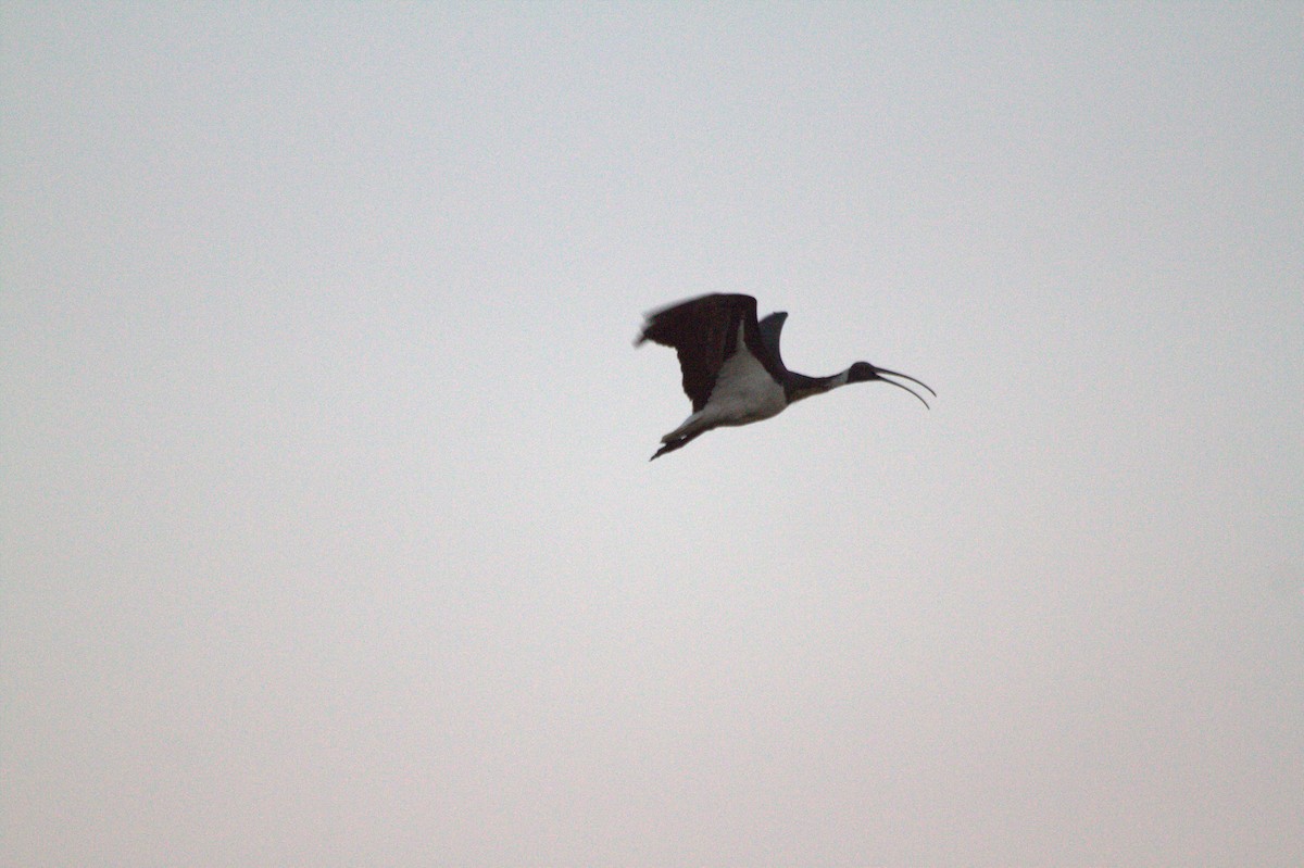 ibis slámokrký - ML616480553