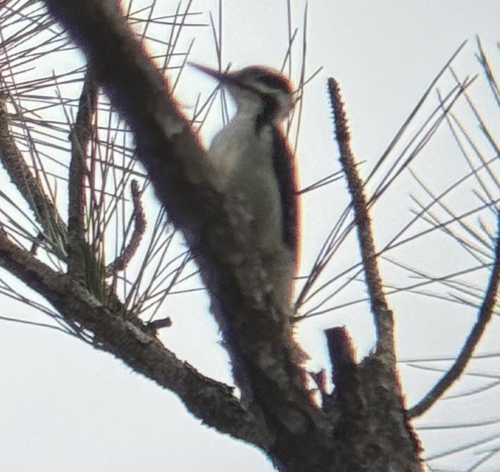 Hairy Woodpecker - ML616480946