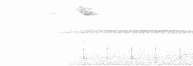 Atlantik Karınca Tiranı - ML616481113