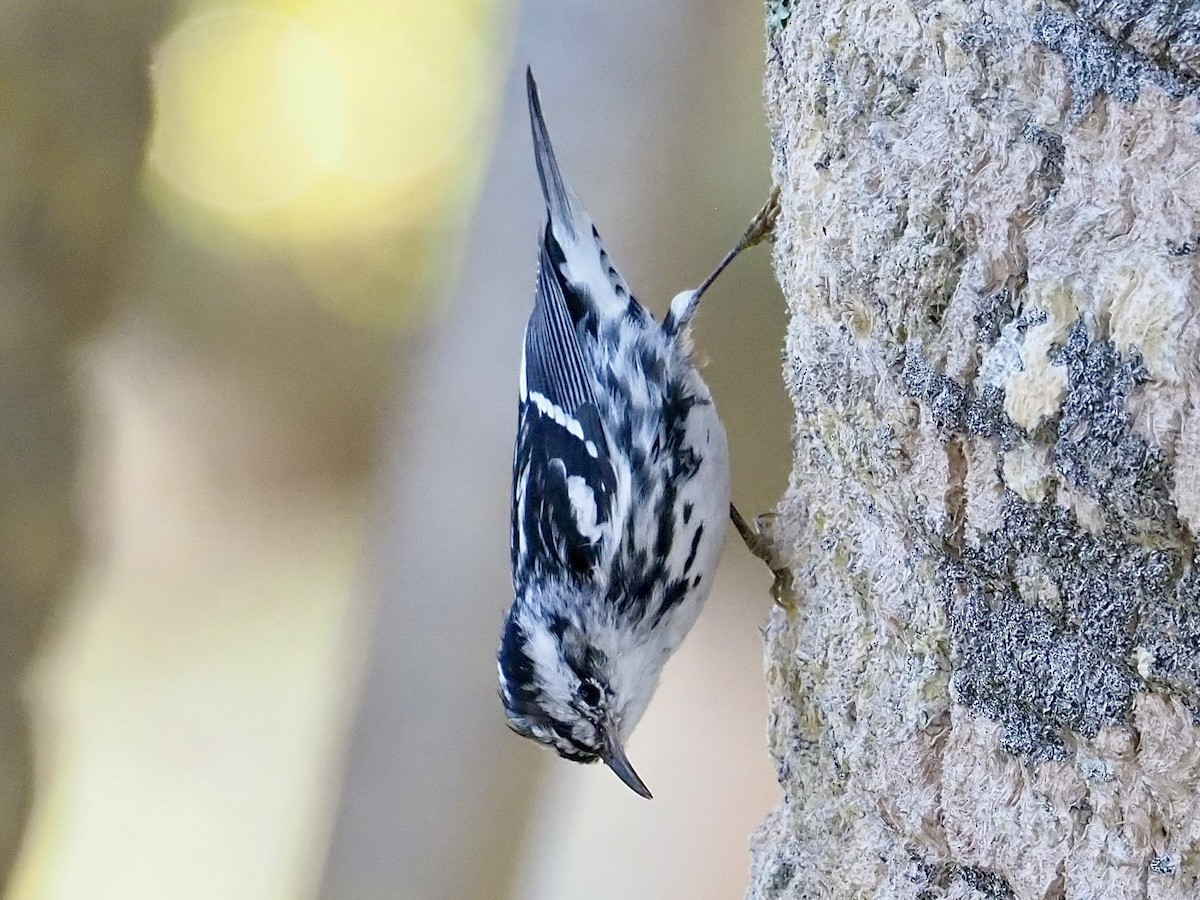 Black-and-white Warbler - ML616481131