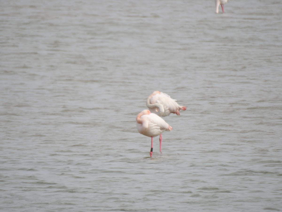 Greater Flamingo - ML616481172