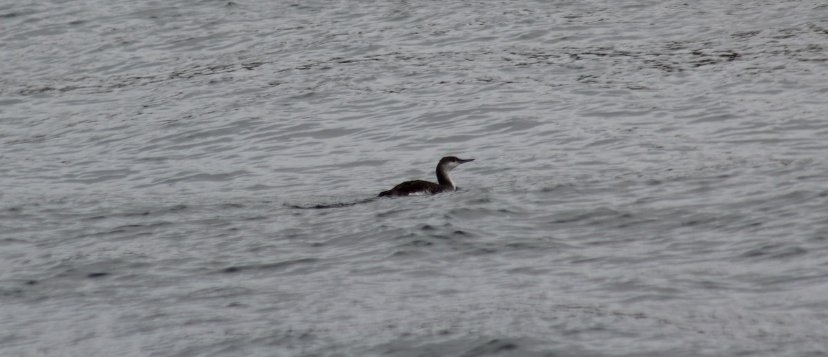 Red-throated Loon - Archer Silverman