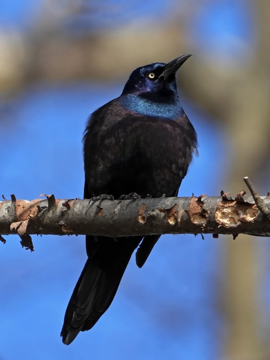 Common Grackle - Troy Gorodess