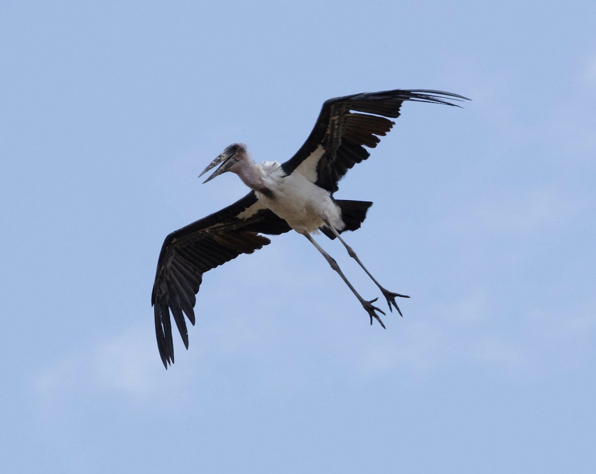 Marabou Stork - ML616481756