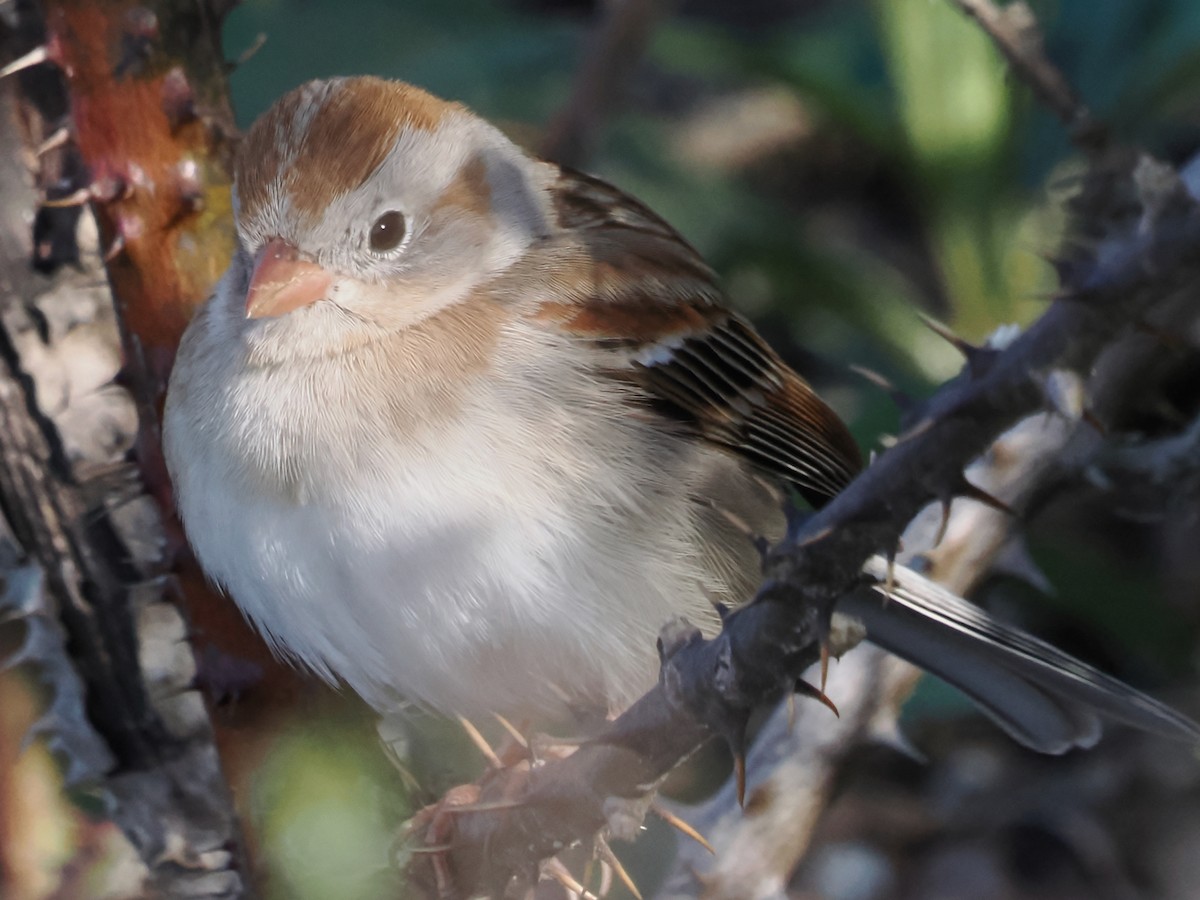 Field Sparrow - ML616481832