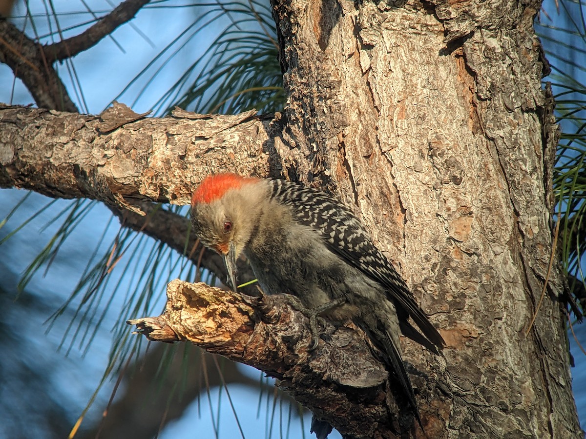 Red-bellied Woodpecker - ML616481993