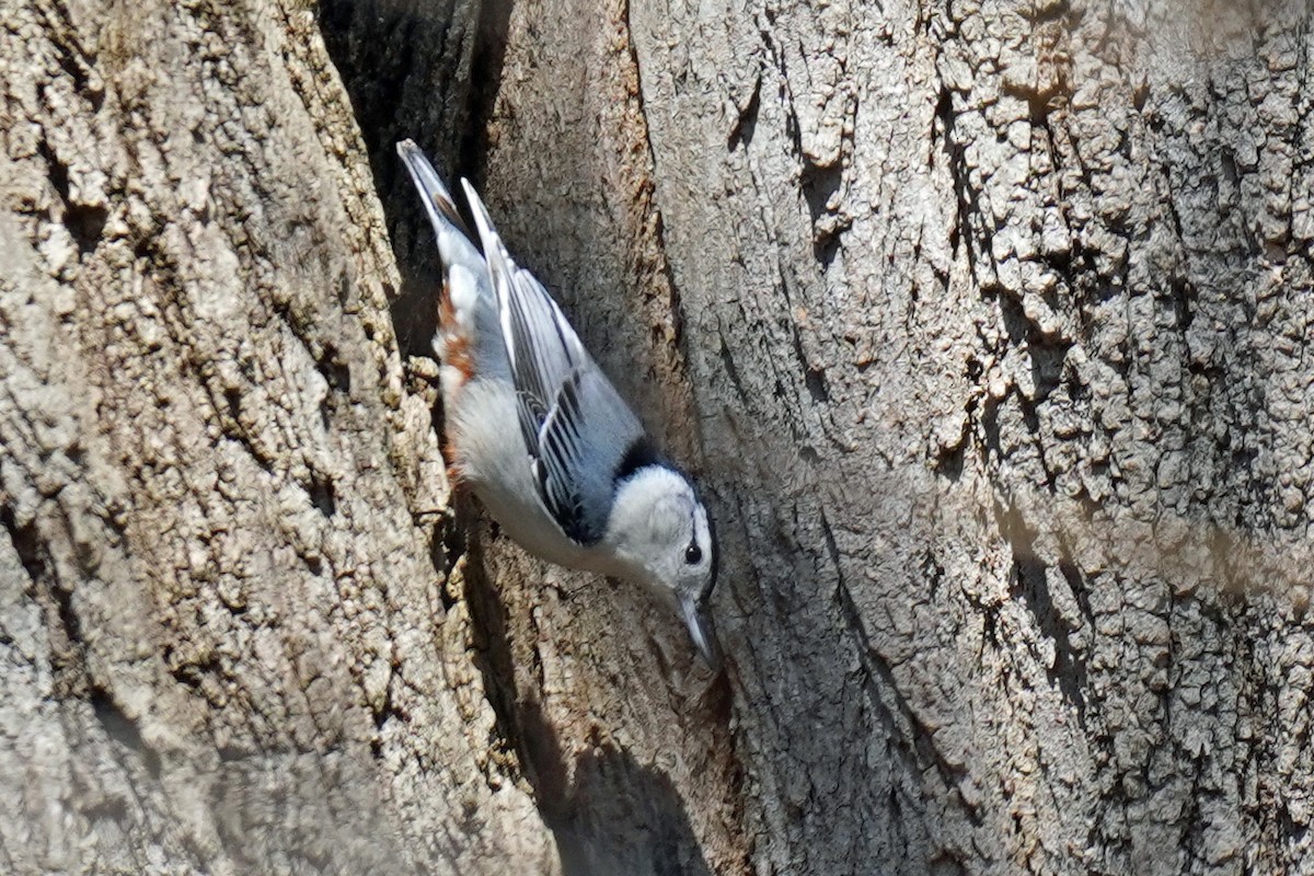 White-breasted Nuthatch - ML616482046