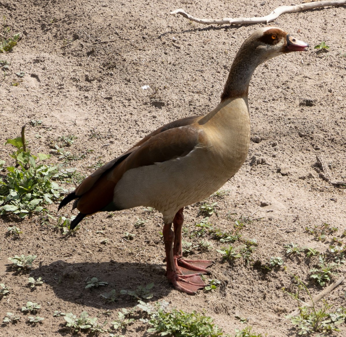 Egyptian Goose - ML616482081
