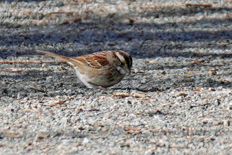 White-throated Sparrow - ML616482143