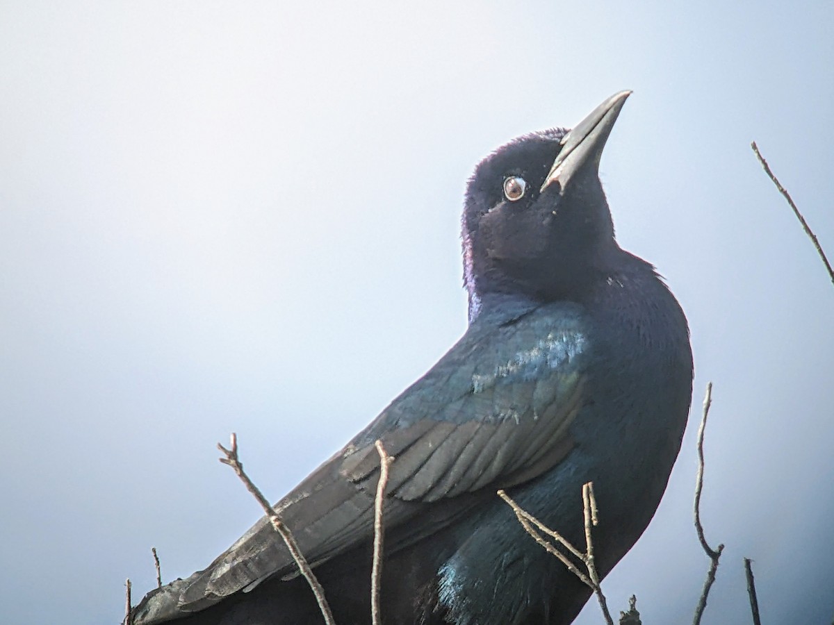 Boat-tailed Grackle - ML616482168