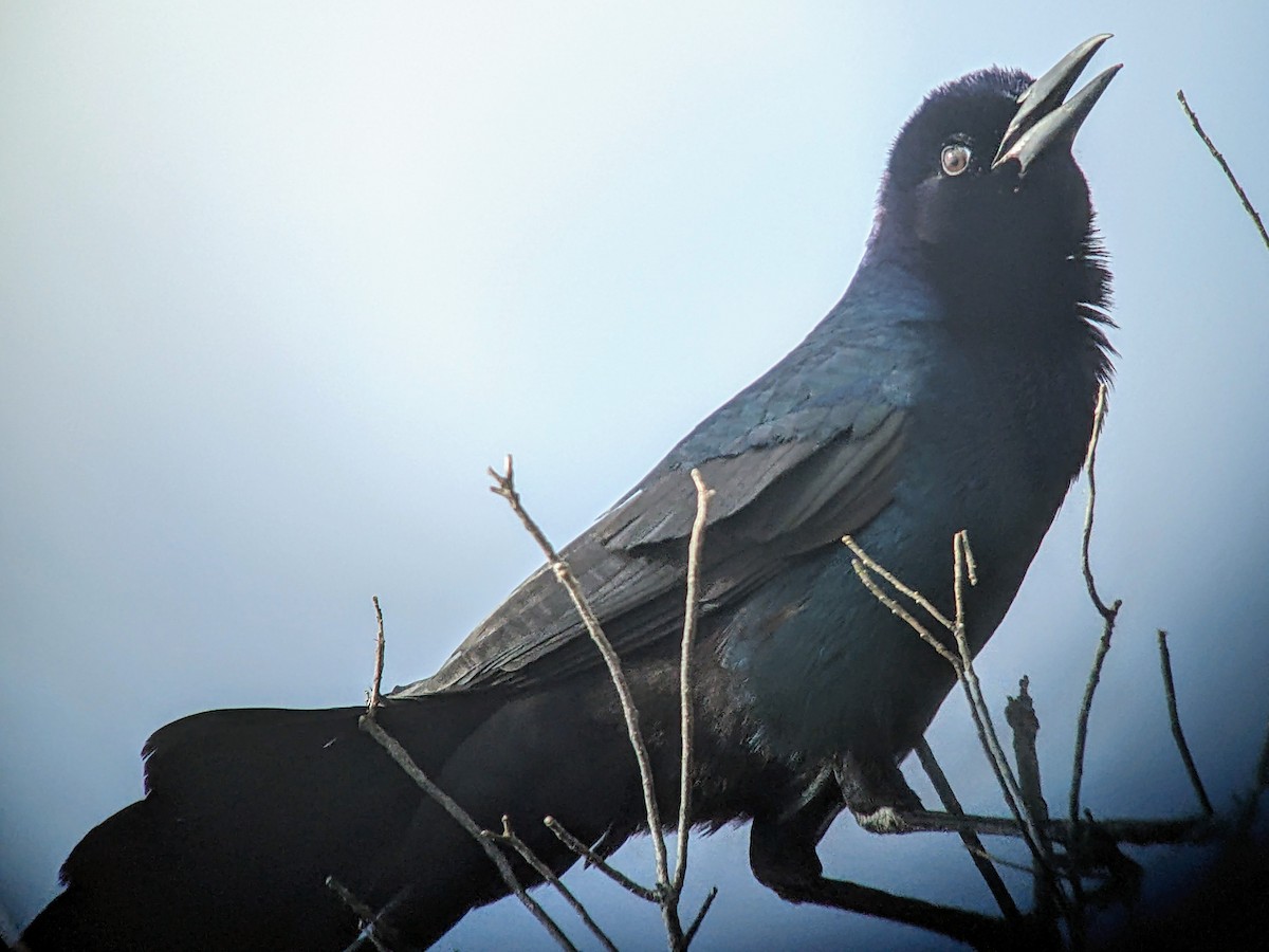Boat-tailed Grackle - ML616482169