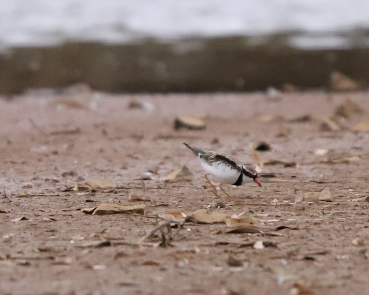 Black-fronted Dotterel - Will Cornwell