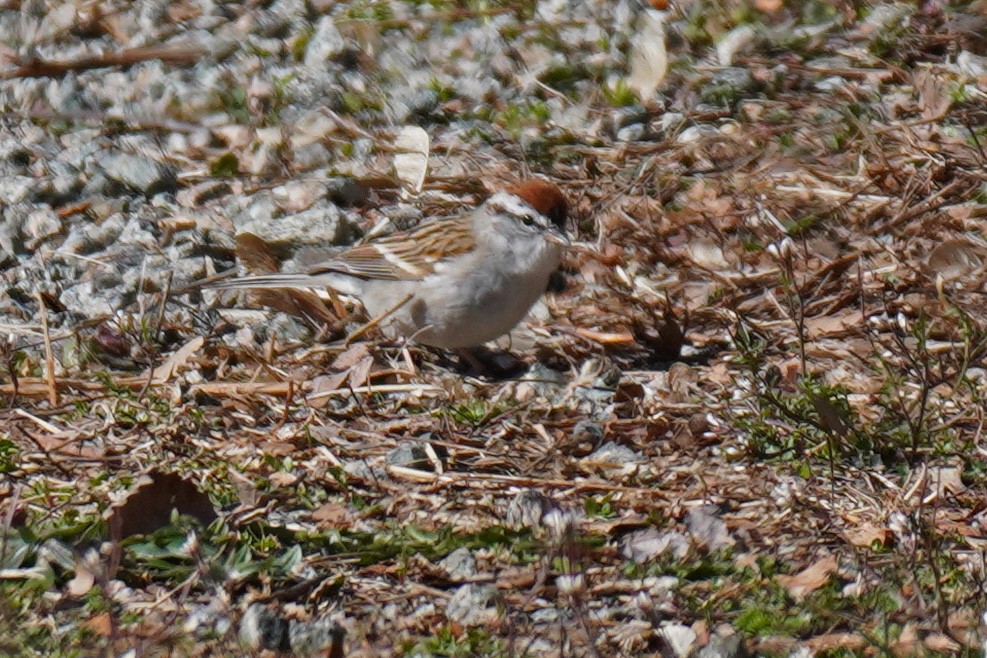 Chipping Sparrow - ML616482251
