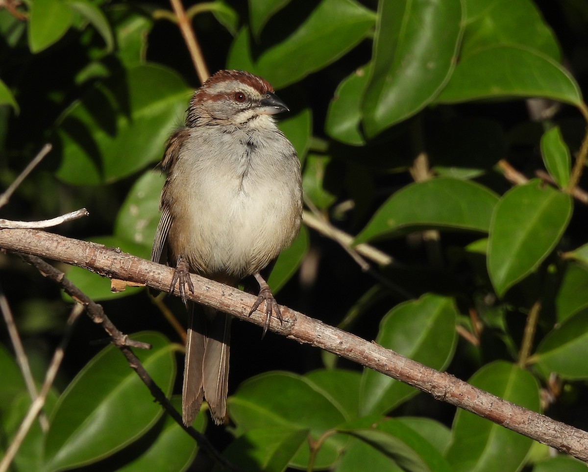 Chaco Sparrow - ML616482327