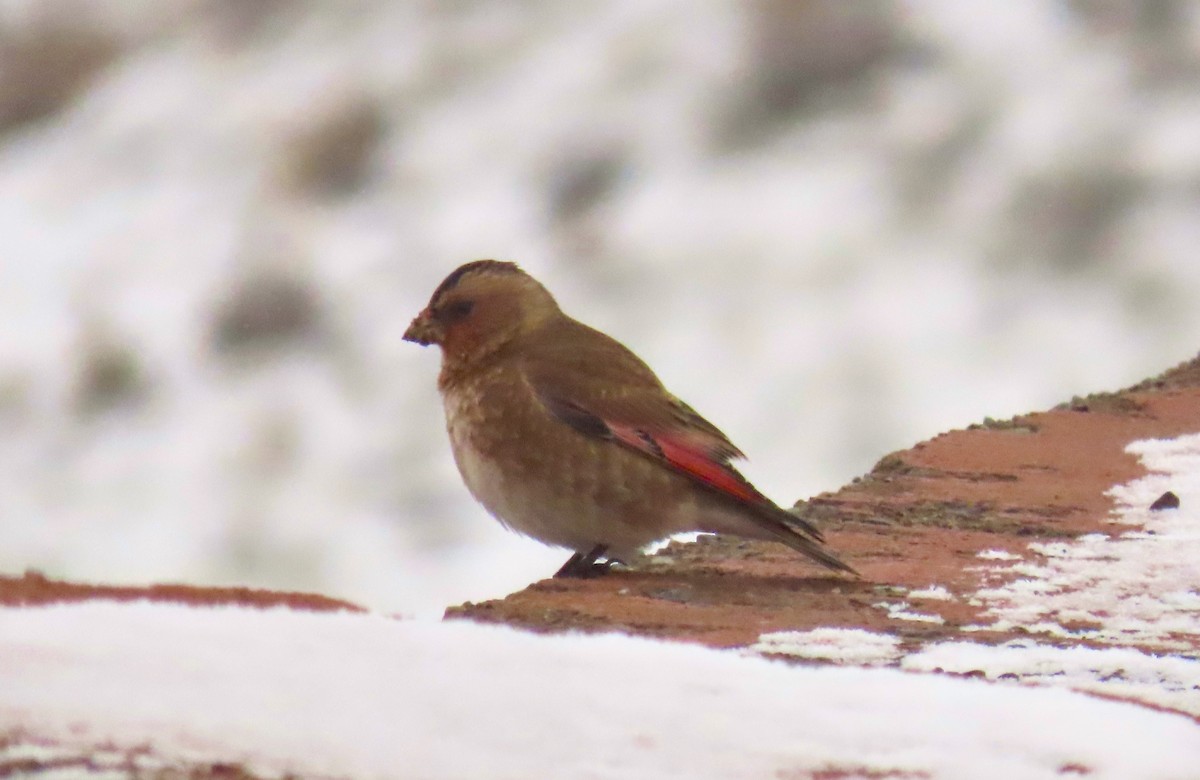 Crimson-winged Finch (African) - ML616482341