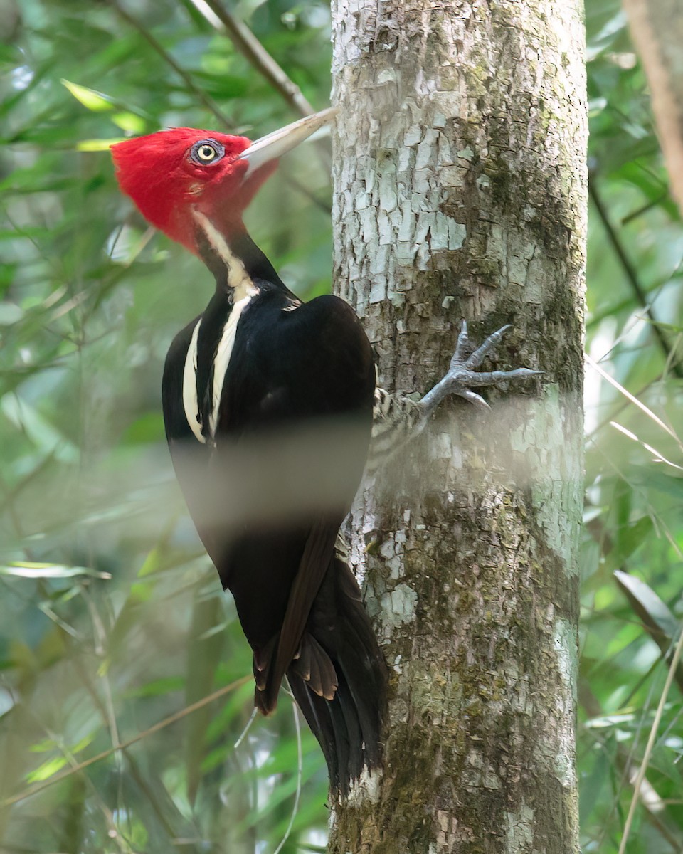 Pale-billed Woodpecker - ML616482377