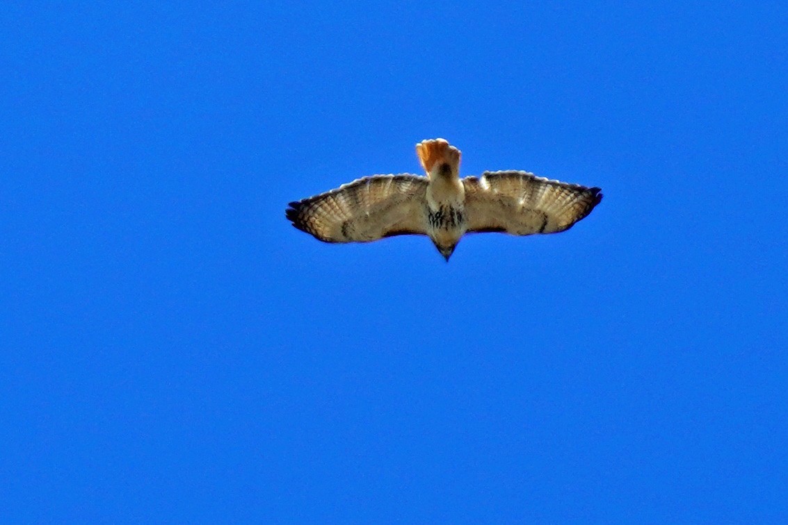 Red-tailed Hawk - Susan Iannucci