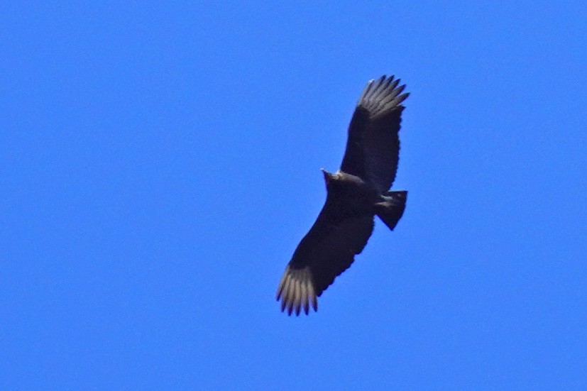 Black Vulture - ML616482413
