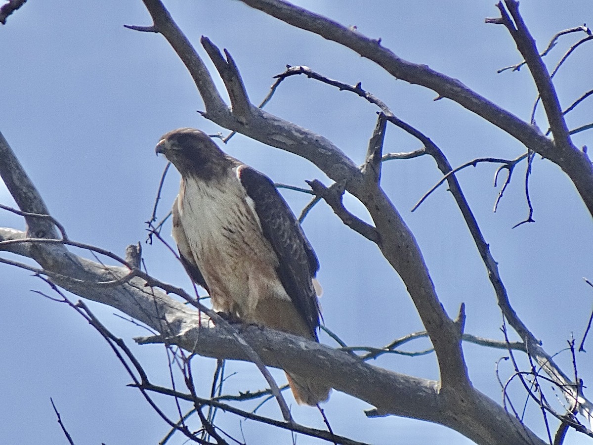 Red-tailed Hawk - ML616482424