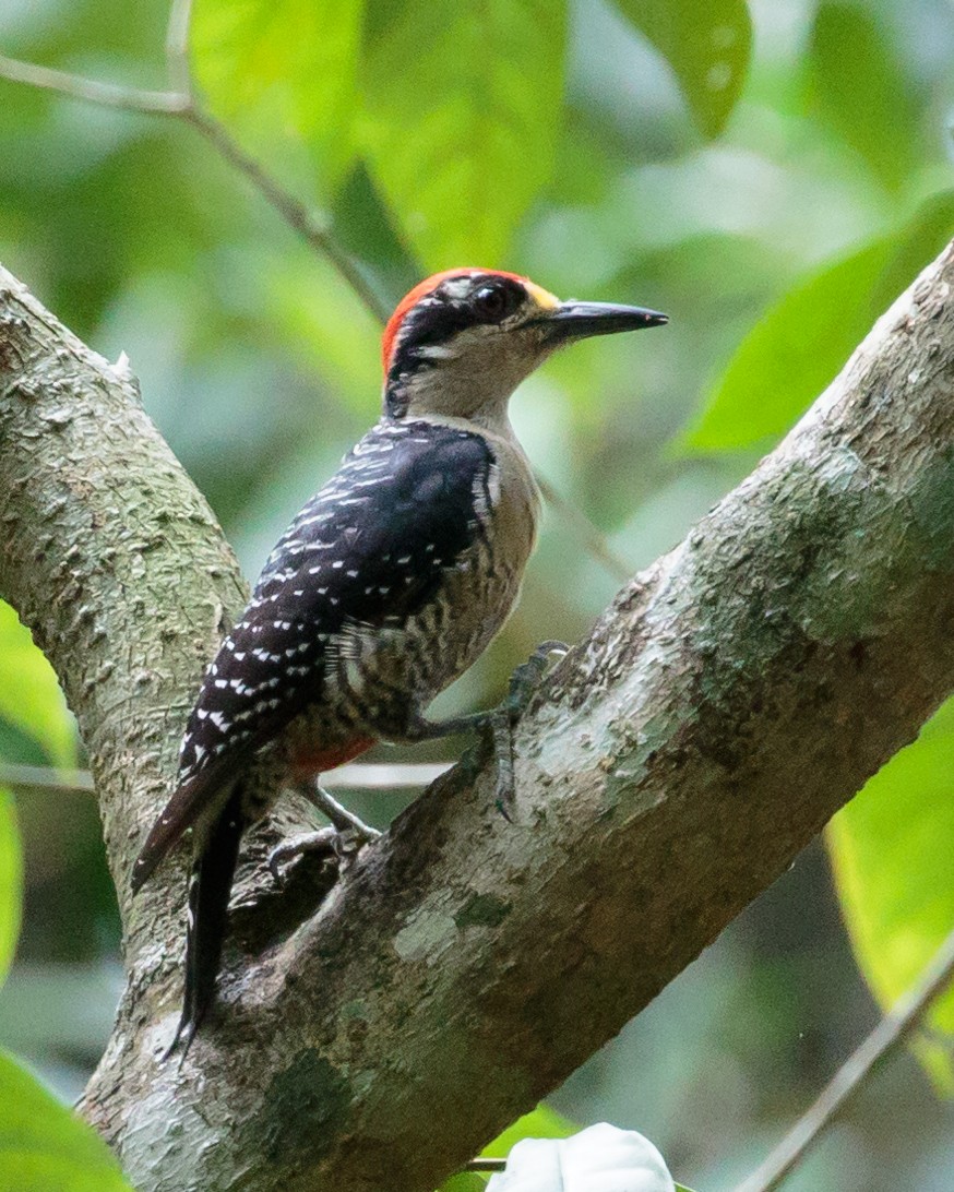 Black-cheeked Woodpecker - ML616482431