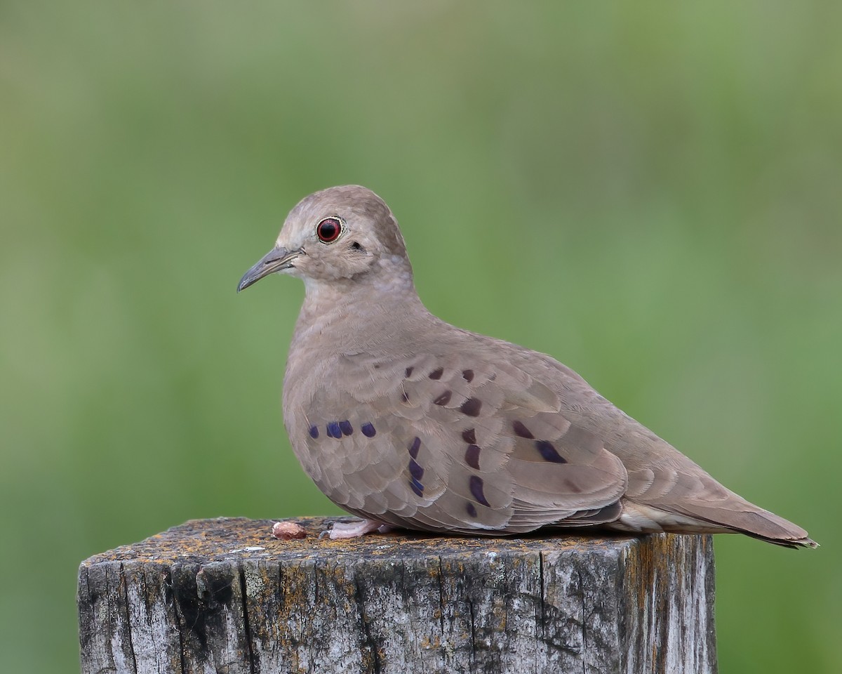 Plain-breasted Ground Dove - Jeff Stacey