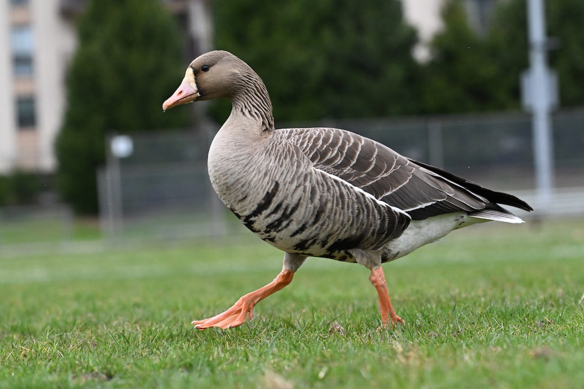 Greater White-fronted Goose (Western) - Ryan Merrill