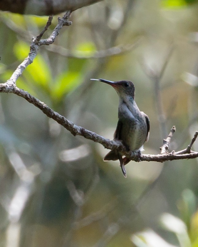 Azure-crowned Hummingbird - ML616482463