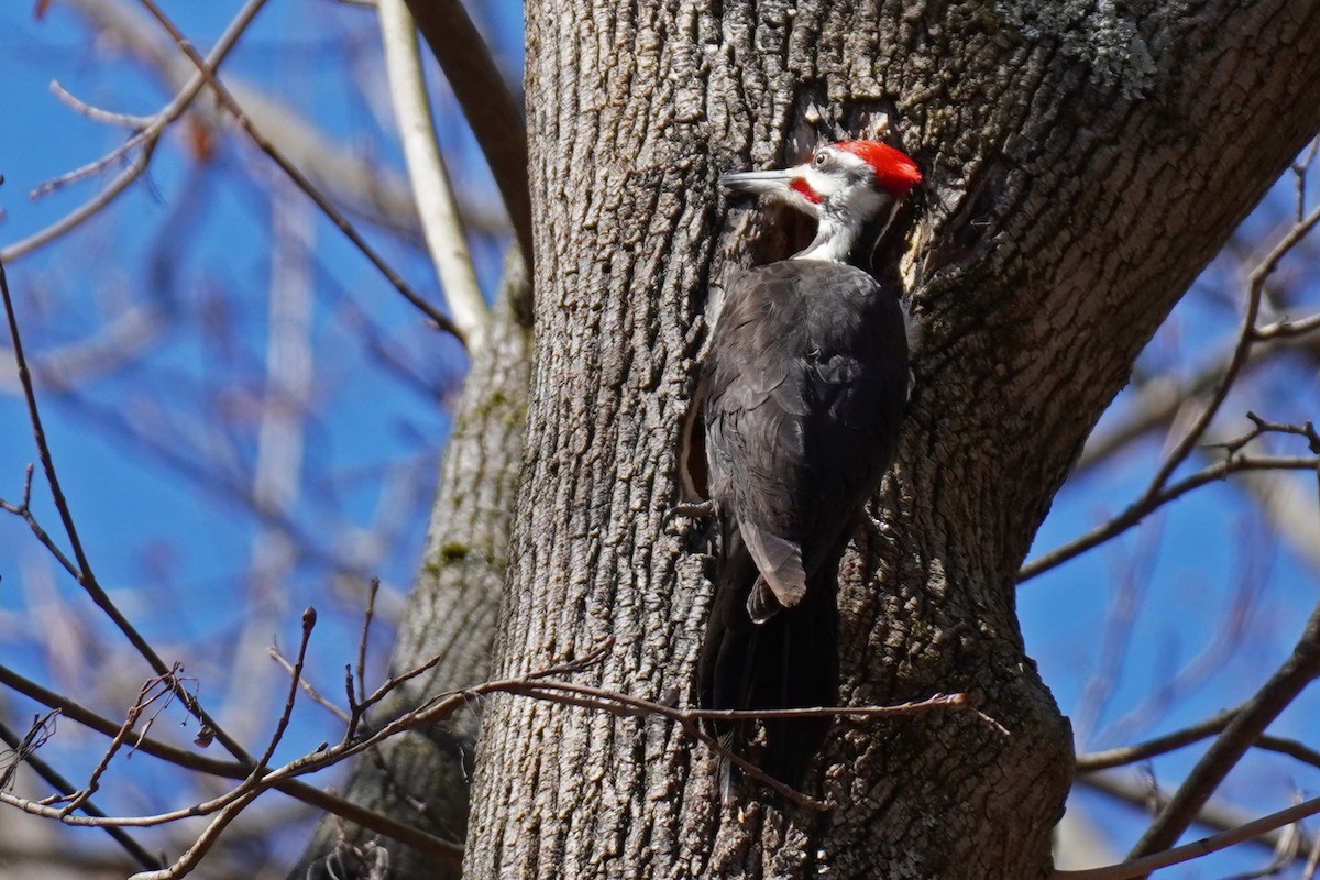 Pileated Woodpecker - ML616482476