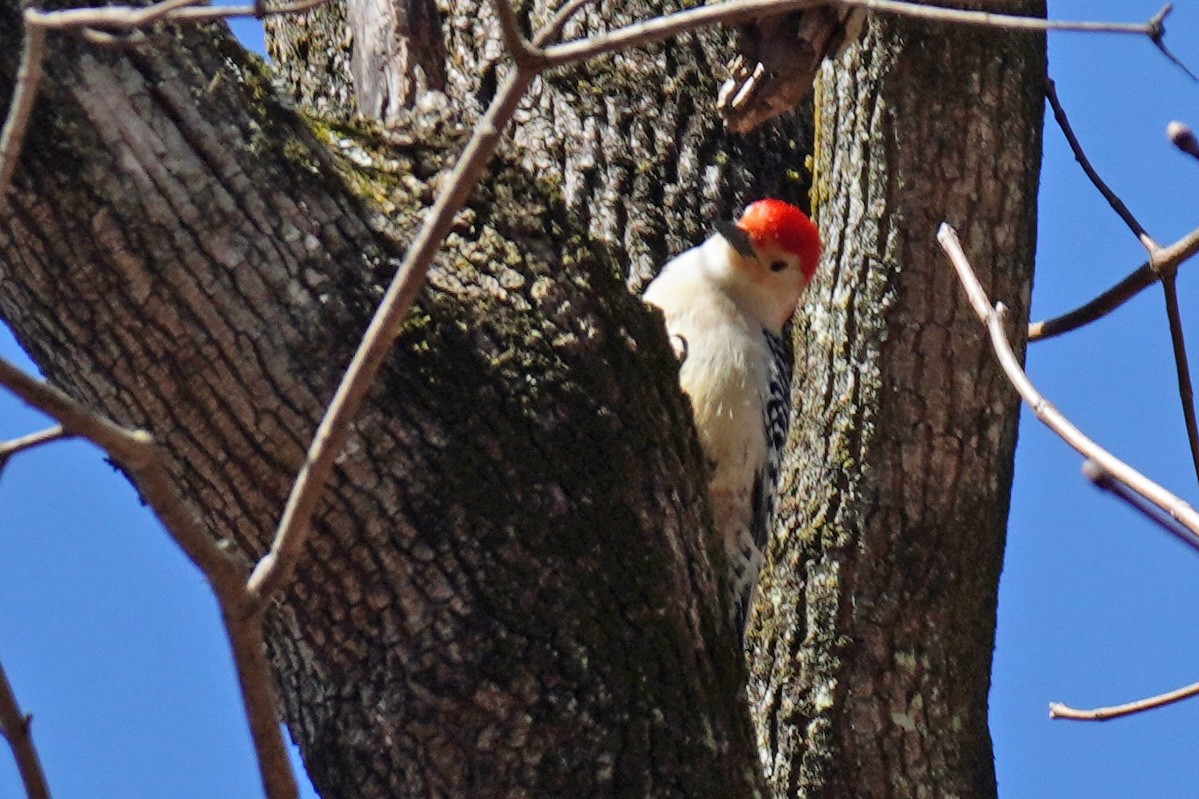 Red-bellied Woodpecker - ML616482487