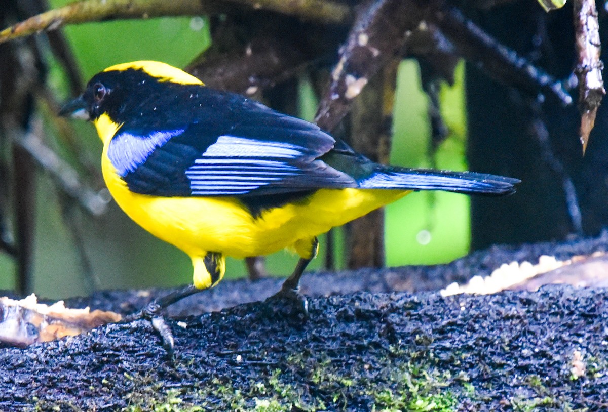 Blue-winged Mountain Tanager (Blue-winged) - ML616482516