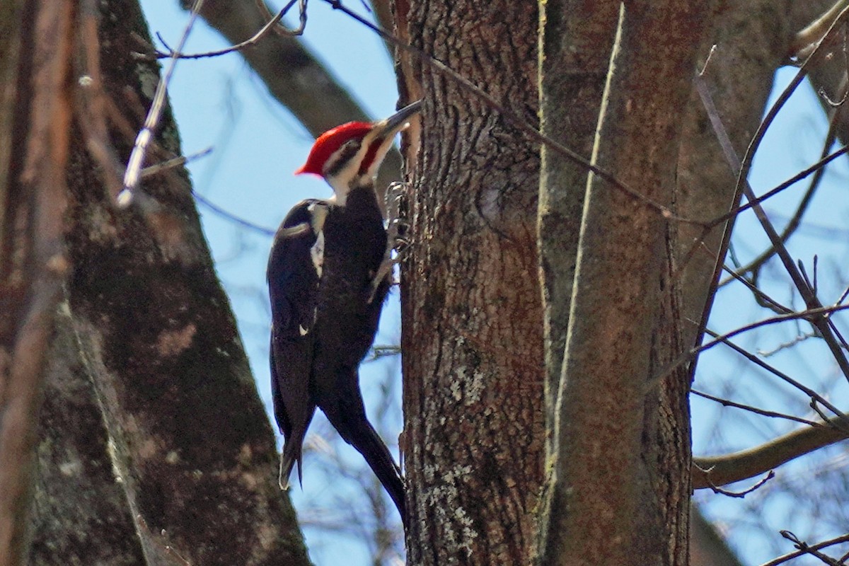 Pileated Woodpecker - ML616482557